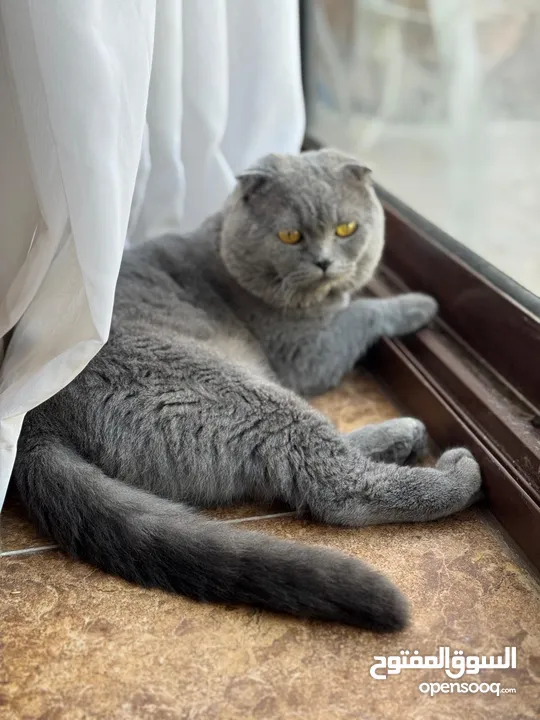 قطة سكوتر فولد