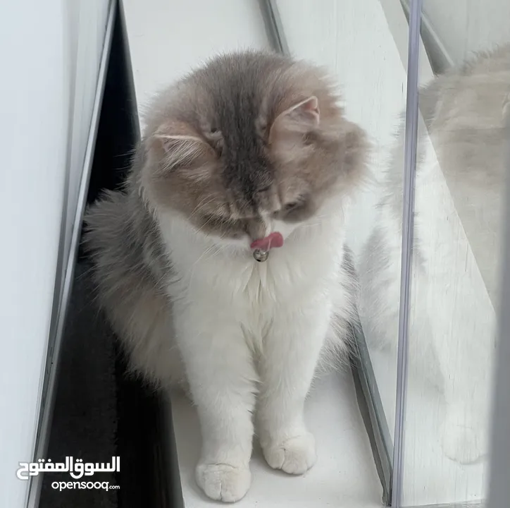 للتبني قطه شيرازيه العمر 6 سنوات ( صغيره الحجم )