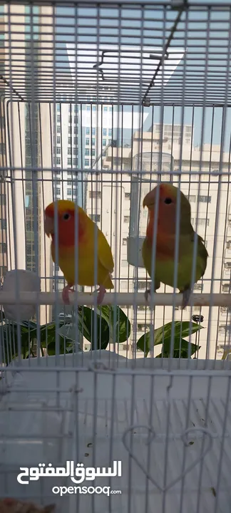 2 love bird Tamed