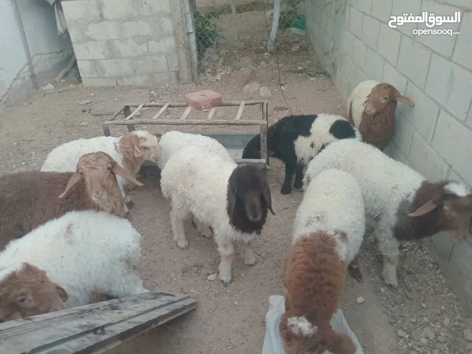 عبر عمر 3 شهور  عدد9