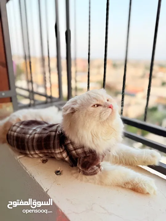 قط سكوتش فولد مميز منزلي اليف وسعره مناسب خالي من اي امراض او مشاكل صحية