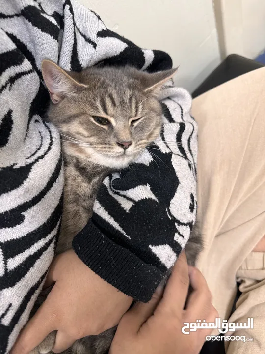 British shorthair and Scottish fold(gray)