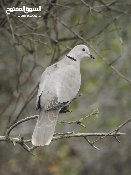 كاميرا زوم احترافي Nikon Coolpix p900 83x