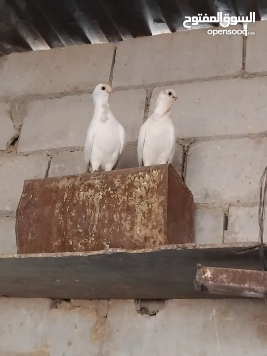 حمام نخب النخب  ثلاث جواز