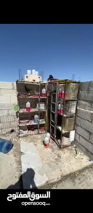 قنين حديد 8 عيون نضاف