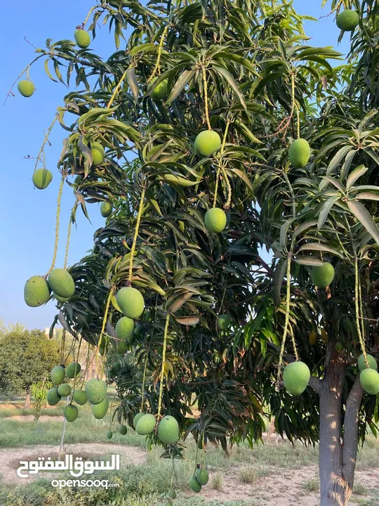 جدال أمبا طازج جودة ممتاز