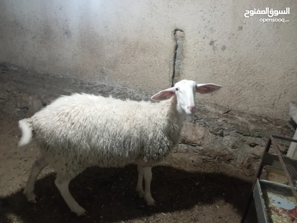 حملة بعمر ثمانين شهور أعشار شهرين ونصف