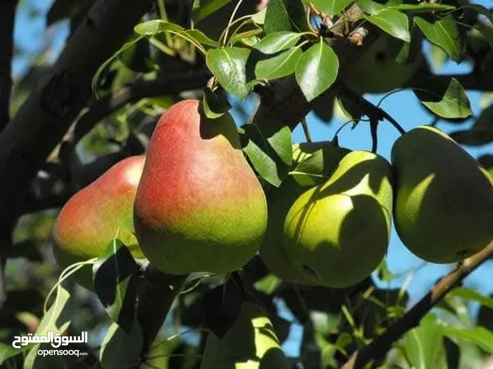 الأشجار المثمرة والزينة تجمع بين الجمال والفائدة، تنسيق وصيانة الحدائق الداخليه والخارجية
