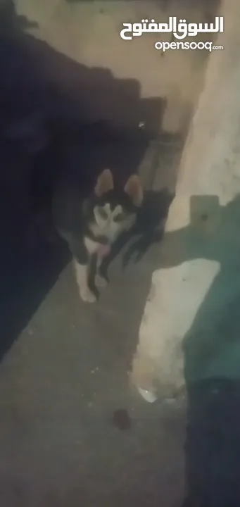 جرو هاسكي سيبيري بيع او بدل ع حمام او عصافير