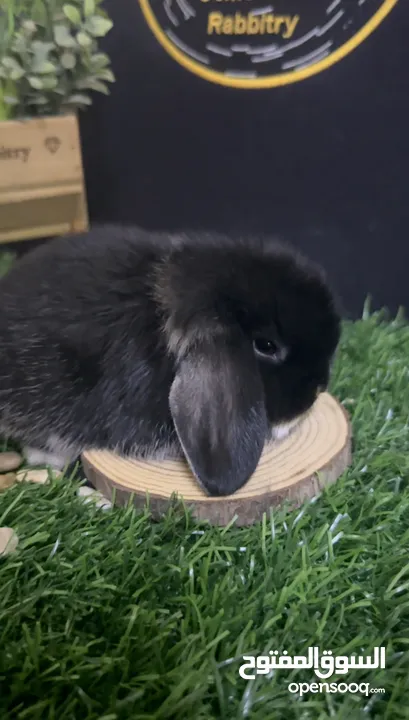 ارانب زينة فاخرة ( قزم - هولاند لوب - تيدي بير ) Dwarf Holland lop Teddy bear bunnies