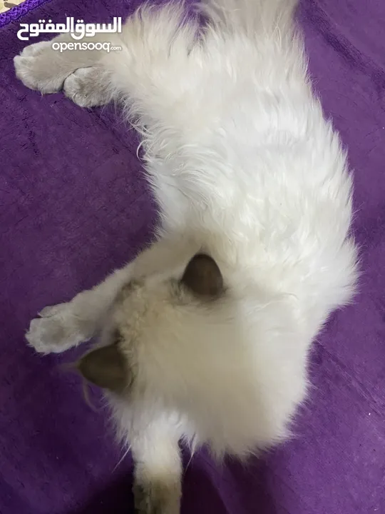هملايا عمر 5 اشهر