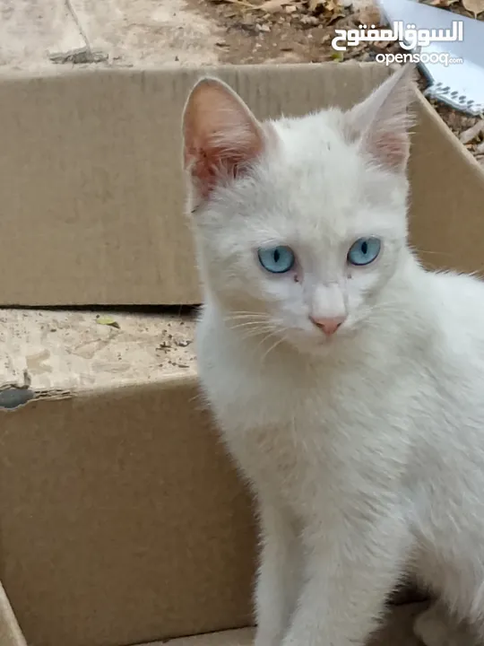 قطه لون ابيض عيون زرقاء شيرازي