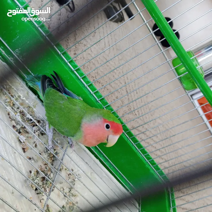 ببغاء روز لون مميز