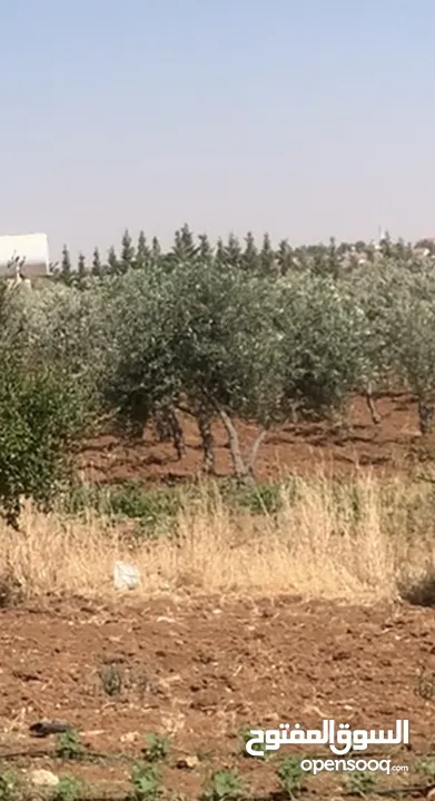 مزرعه جميله في مادبا جبيل