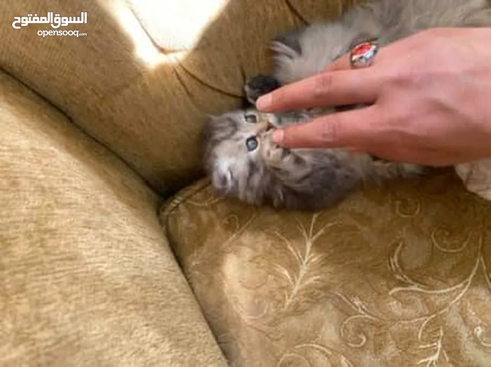 5 قطط مكس للبيع