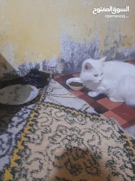 قطط للبيع شيرازي مع اطفالها+الام حامل