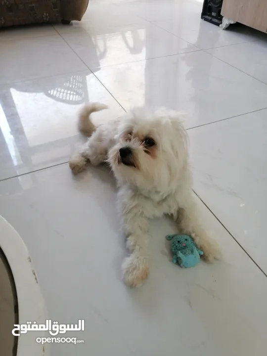ذكر وانثى  فرنش تيرير عمر شهرين الأنثى والذكر سنتين puppy 2-months - French Terrier female & boy