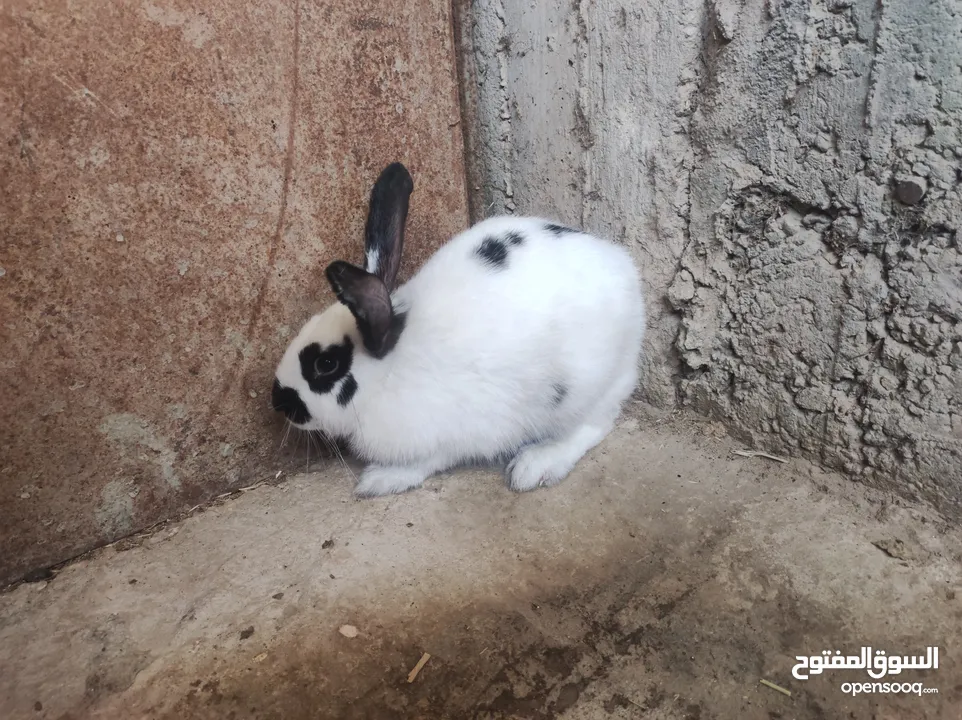 انثى شيرازي صلاة النبي عمرها 5 شهور ونص