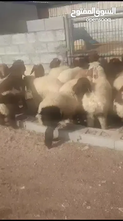 ذبيح للبيع طيبه سمان عزيمه ثلاجه خرفان طيبة هرفي جذع وتساب اتصال لتوصيل جميع مناطق قطر سوري بلدي