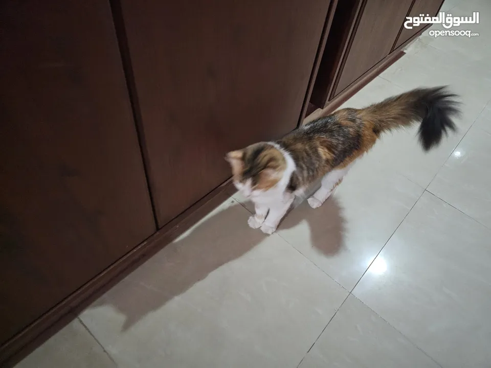 قط انثى شيرازي مكس حامل من سكوتش فولد   ماخد جميع المطاعيم البيع بسعر المطعوم فقط