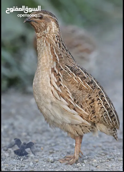 طيور الفري
