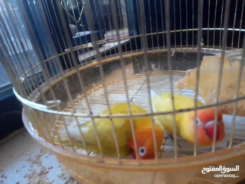 فيشر أخوة جاهزين التزاوج واحد ذكر و واحد انث بس ب 300 شيكل أليفين بس صاروا يعضو عشانهم مع بعض افصلهم