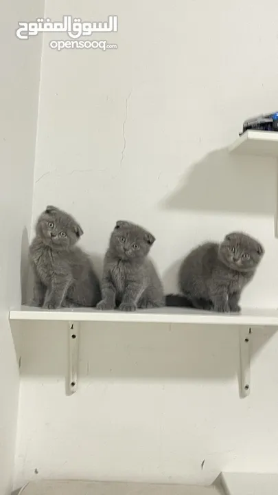 scottish fold kittens