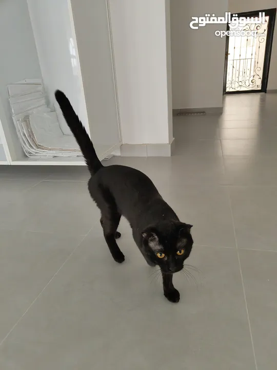 British Cat male very friendly for adoption   أليف جدا قط بريطاني لتبني