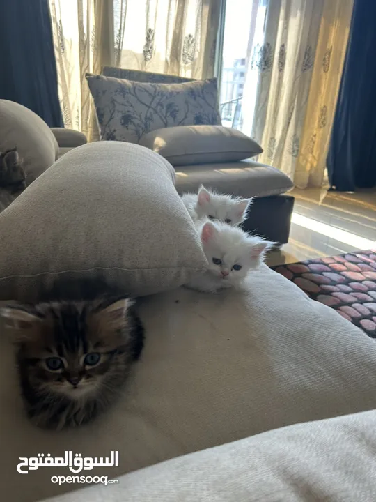 Small kittens for sale