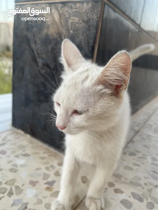 قطط للبيع جميله