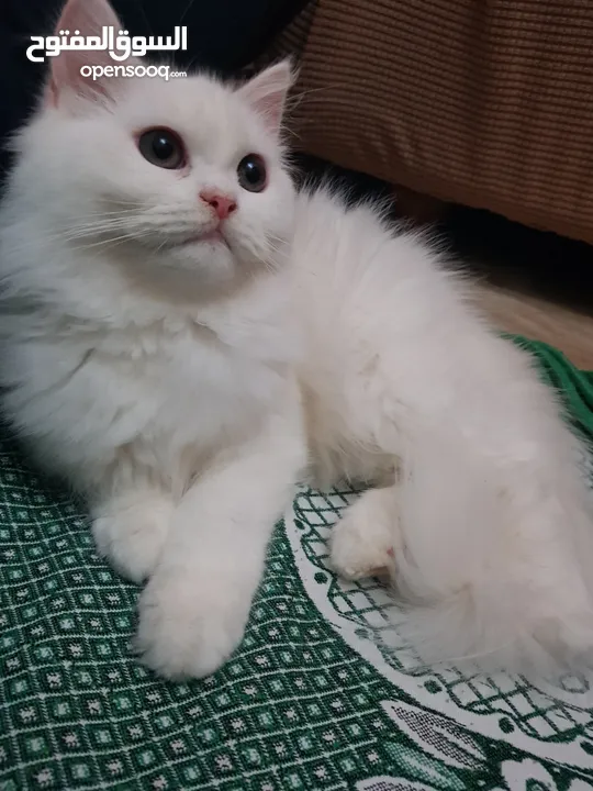 قطط شيرازي وهيمالايا للبيع