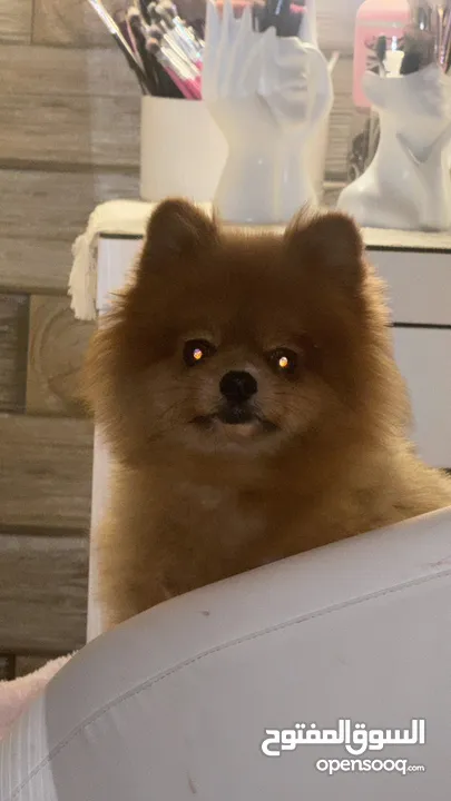 Pomeranian