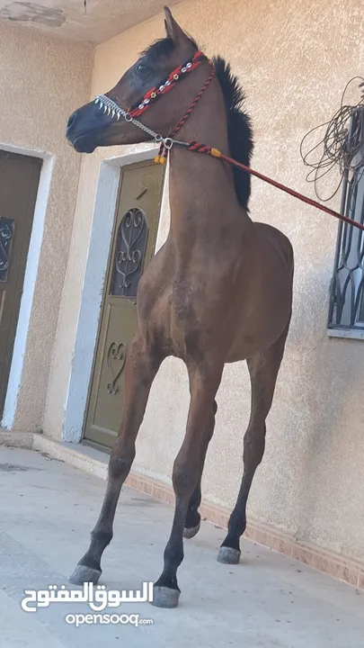 مهر عربي اصيل