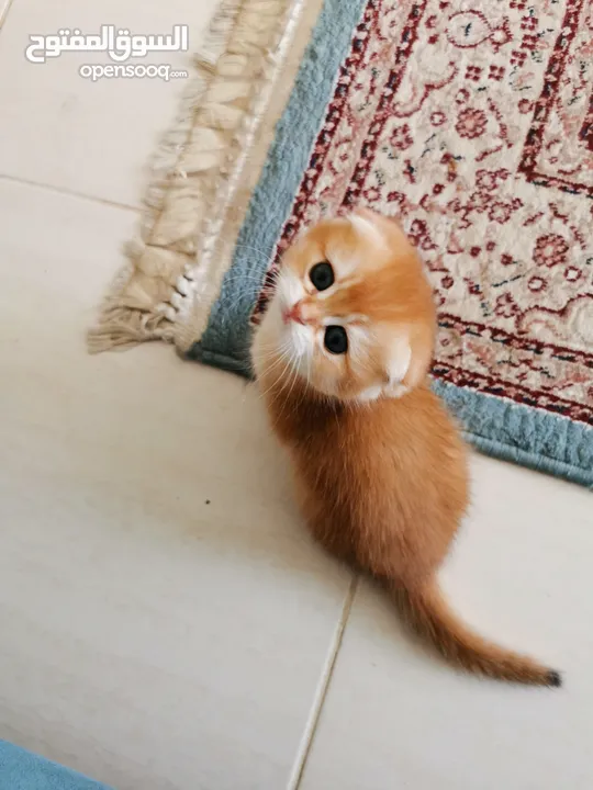 بيور سكوتش فولد جولدن شانشيلا بريتش Scottish  Fold Golden chinchilla and British