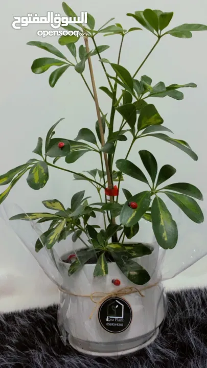 نباتات داخلية طبيعية