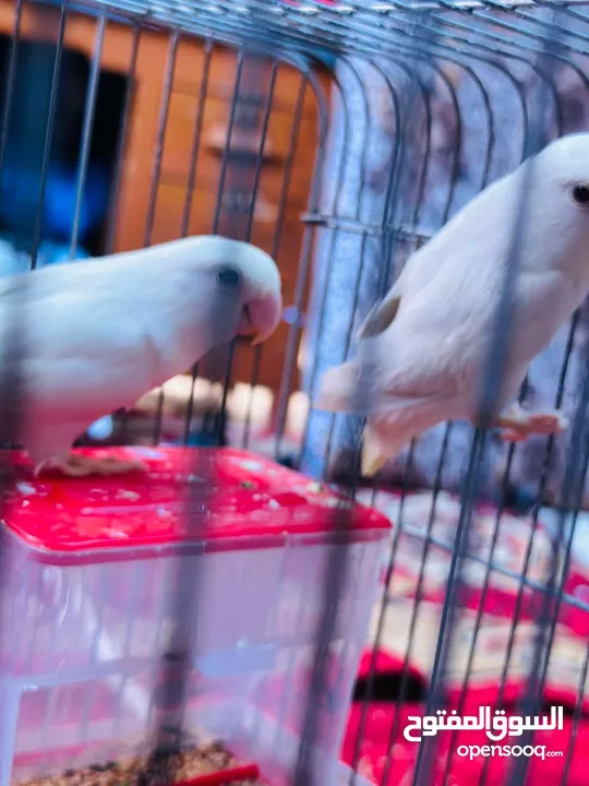 جوز روز البينو بيور ابيض صافي حاليا تحتو فرخ 3 بيضات