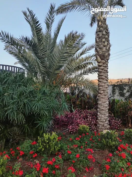 من أجمل مزارع تل الرمان بالقرب من مطعم خيل و ليل مزروعة مميزة تصميم عصري