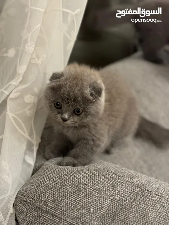 British short-hair and Scottish fold kittens — قطط بريتيش شورت هير وسكوتيش فولد