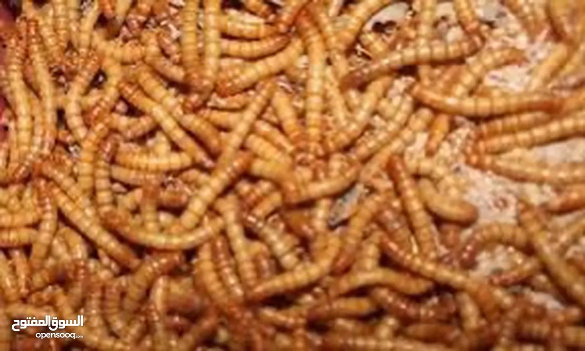 دود قبابي حي / ومجفف ( Live mealworms )