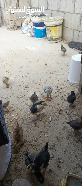 صوص جاج بلدي