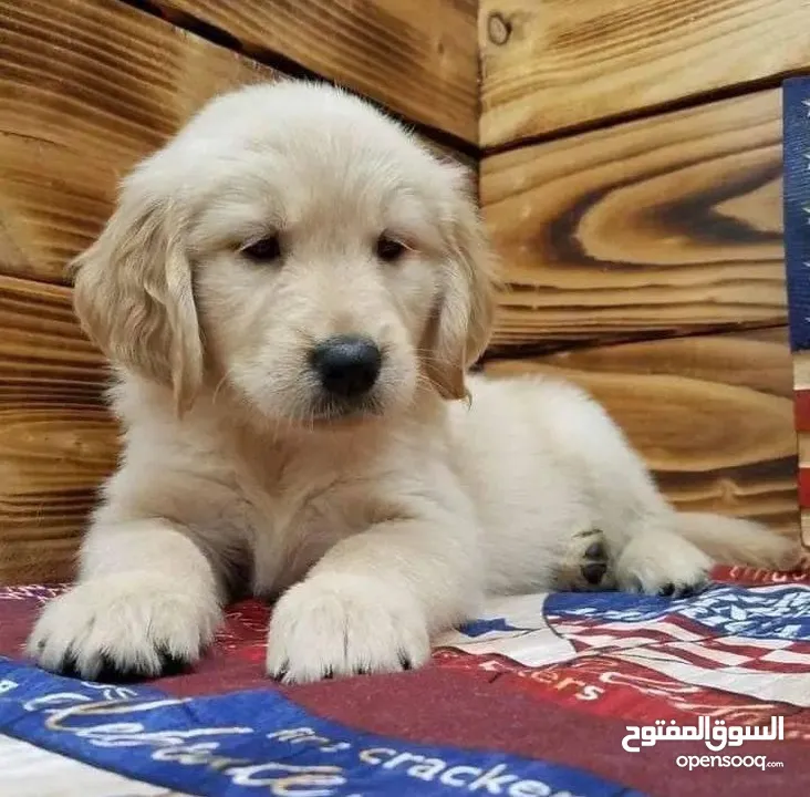 جولدن ريتريفر بريطاني آصلي  Golden retriever pure اعلى مستوى في الشرق الاوسط