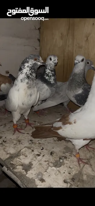7 حبات طيور حمام بسعر حرررررررررق بطيرين مع زواجل