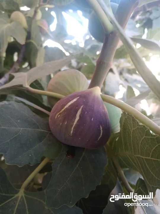 عنب للورق و الثمر تقليم