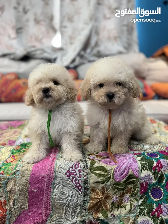 Maltipoo FeMale Puppies Available