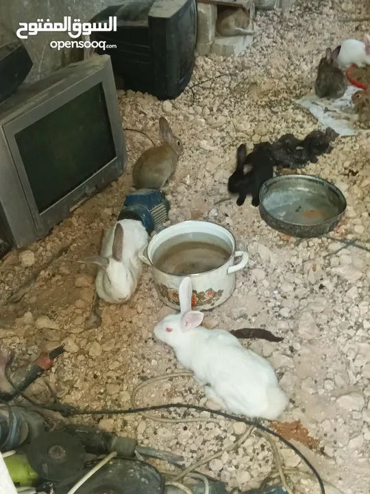 ارانب للبيع زغار وكبار كل ارنب الو سعرو