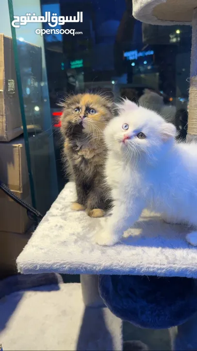 Persian kittens