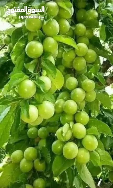 مشاتل السهل الاخضر الزراعيه تنسيق حدائق ومزارع