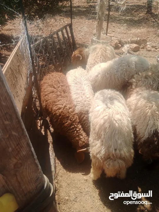 موجود خواريف اعمار 7.5 شهور ونص وزن قائم تقريبا 45 كيلو قطعه بصلاة على النبي