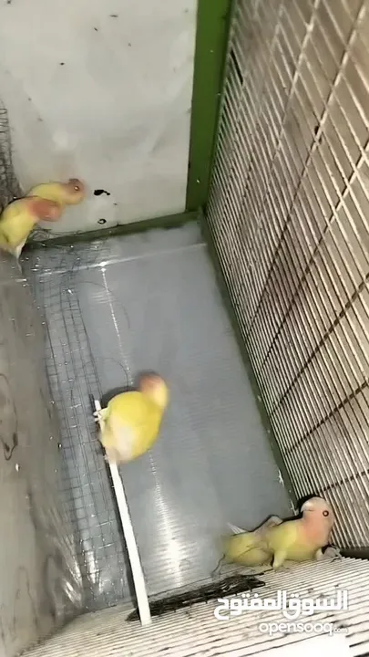 فراخ روز لاتينو عين حمرا