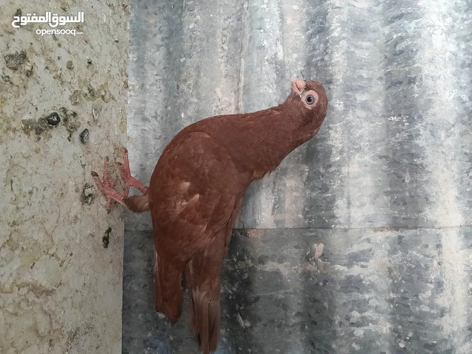 متاح  جواز  حمام الماني  كلو شغال جوز بلوني احمر تحته بيض وطيره مزهوراي حمره مع فرخها  وطيره مسوداي